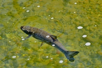 Döbel