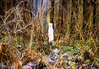 Hermelin im Winterkleid