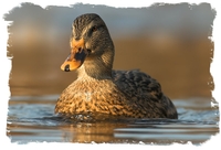 Stockente
