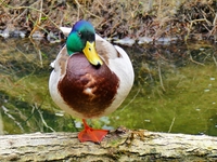 Stockente - Erpel