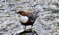 Wasseramsel