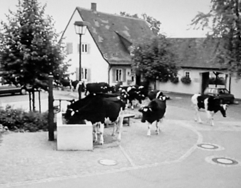 Kühe in Berg am Brunnen