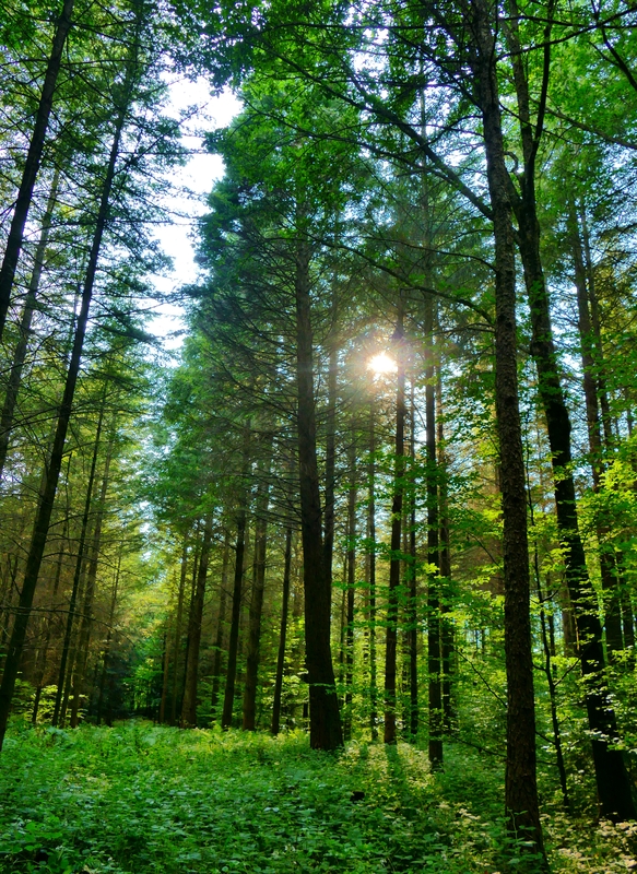 Waldbegehung startet