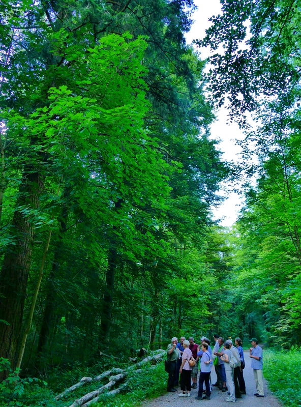 Waldbegehung startet mit Begrüßung