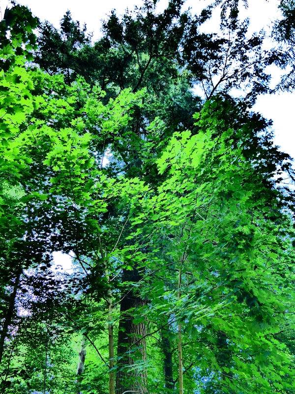 Waldbegehung startet