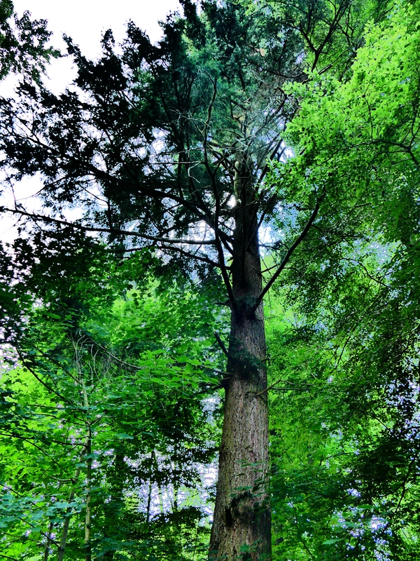 Waldbegehung startet mit Begrüßung