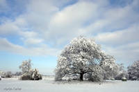 Bild_2