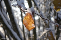 Bild_7
