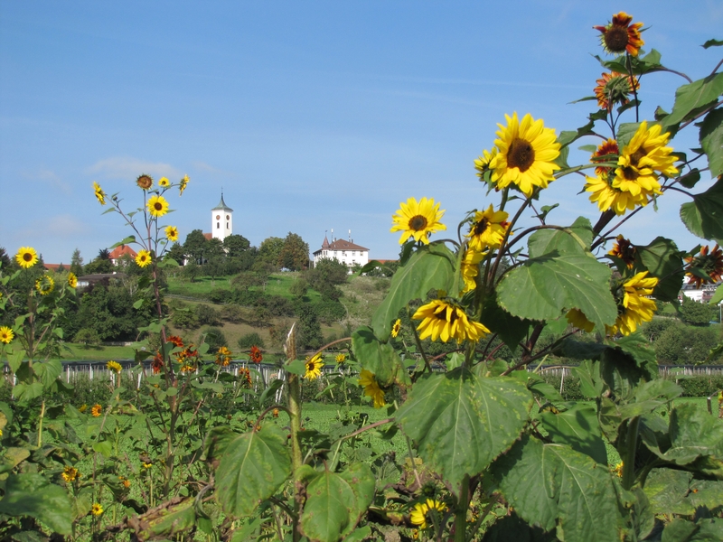 Kirche in Berg und Martinsheim