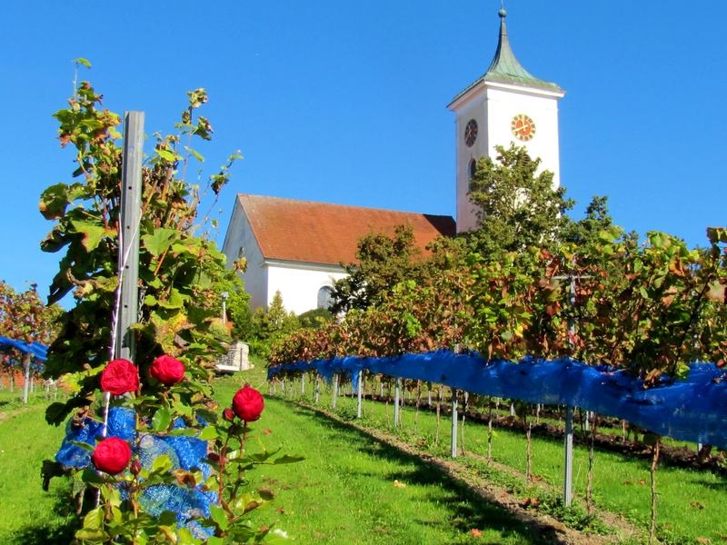 Weinbau in Ailingen und Berg